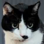 マエザワ マエザワ