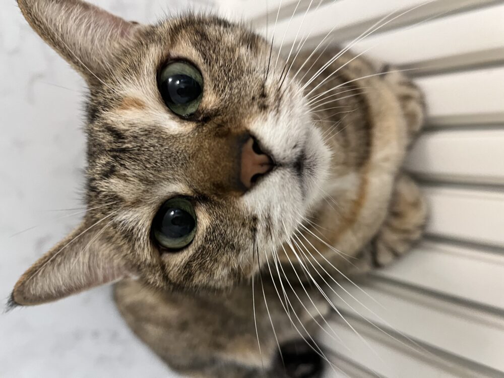 みわ