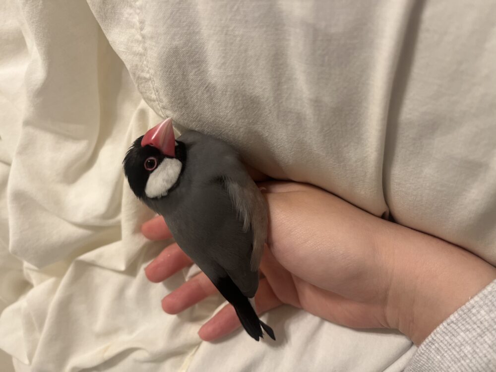 もっちゃん