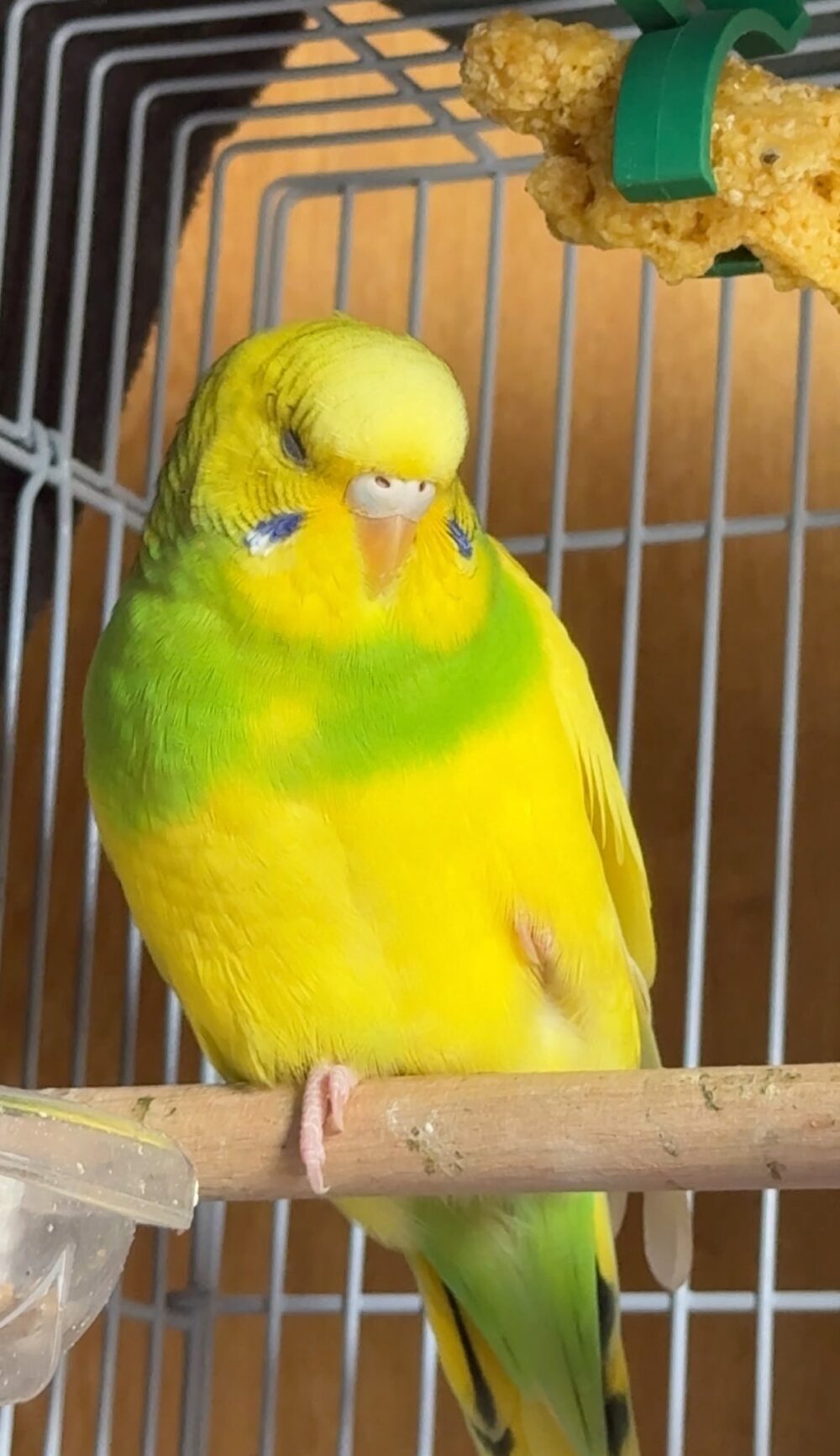 鳥暮