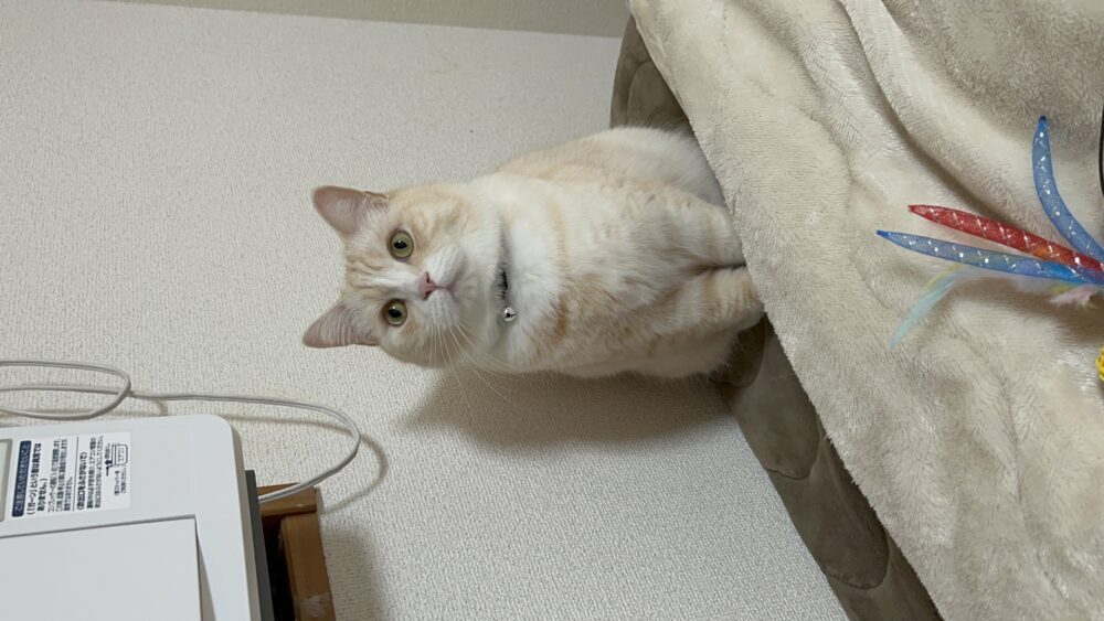 いとう