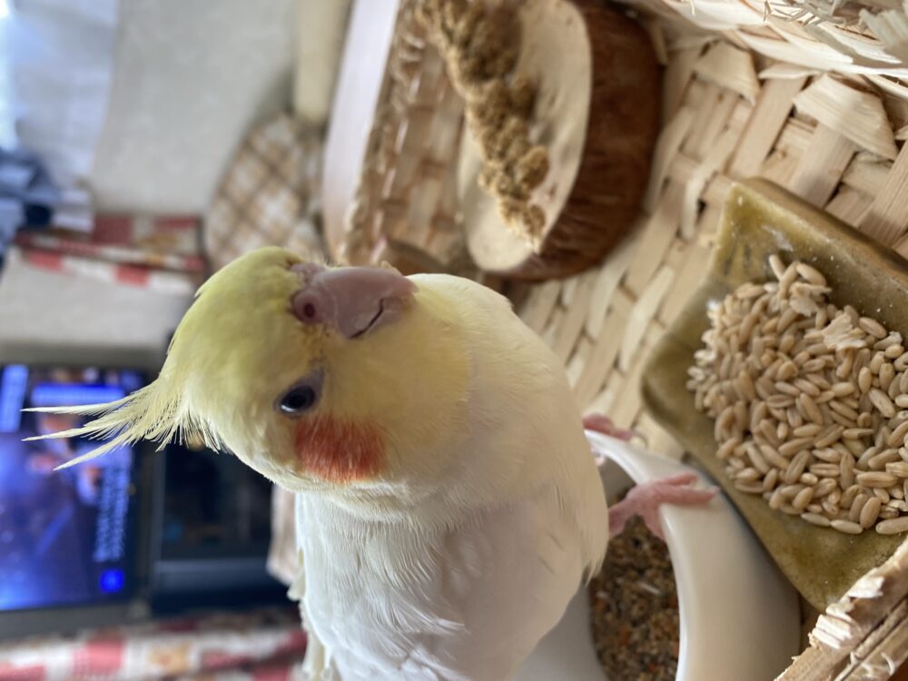 みー