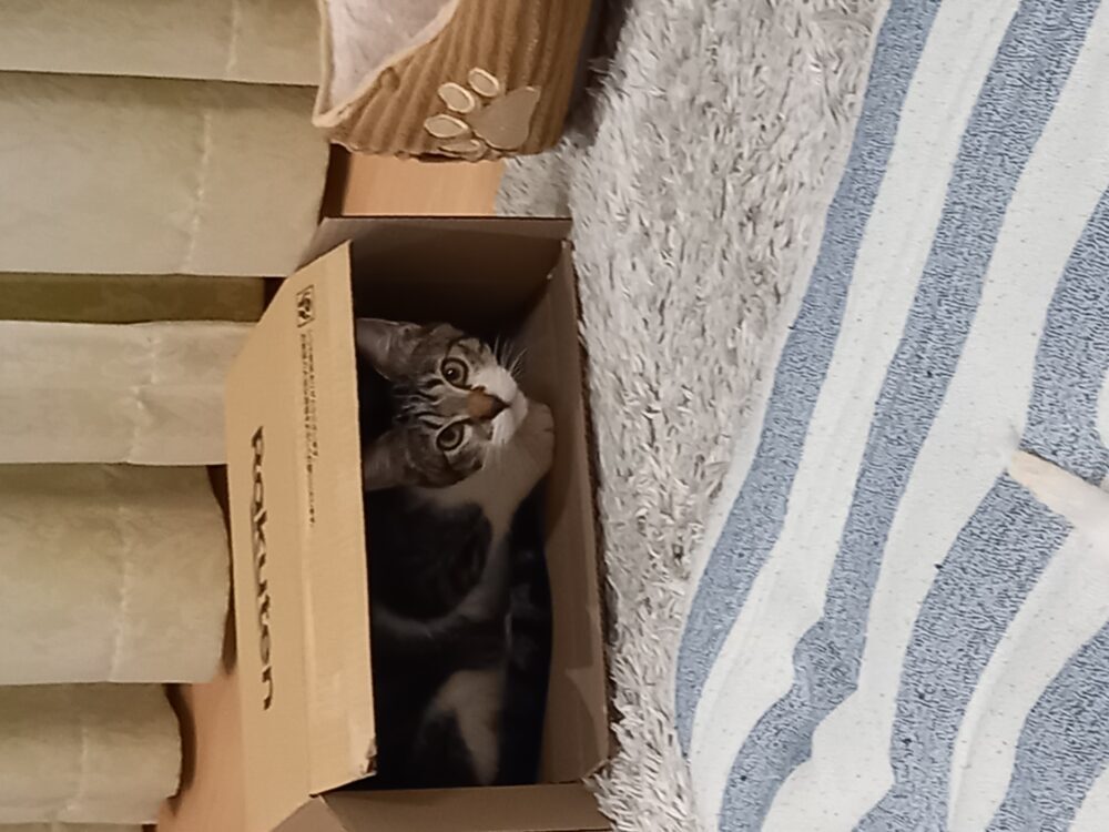 なかむら
