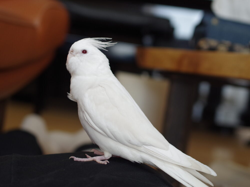 はやし