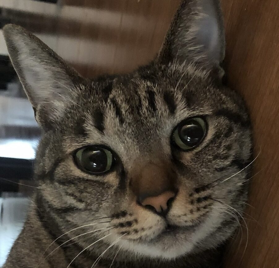 にあ