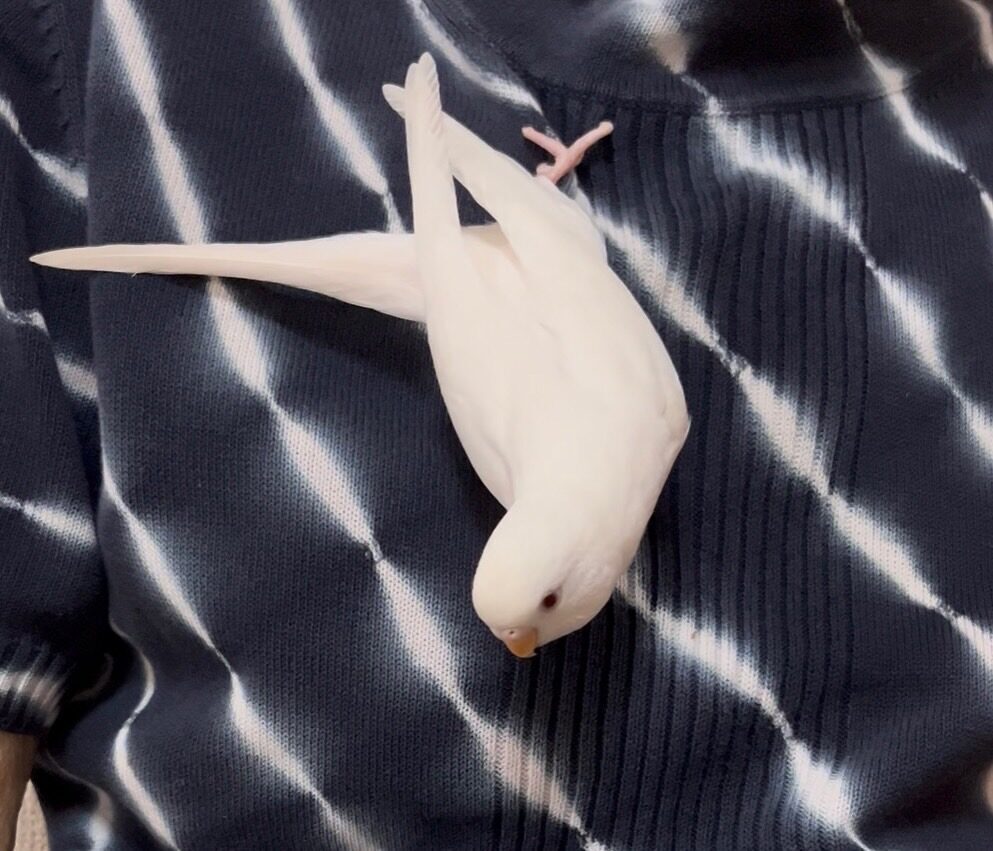 うすい