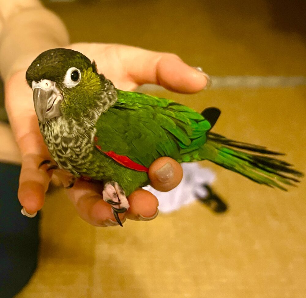 ogawa