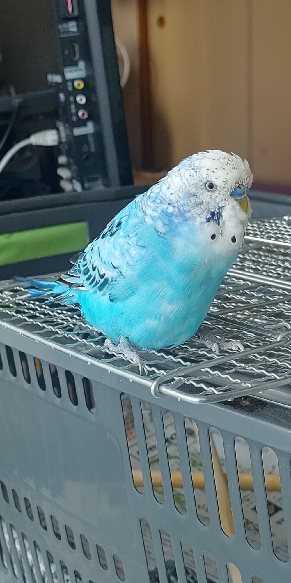 こまつな