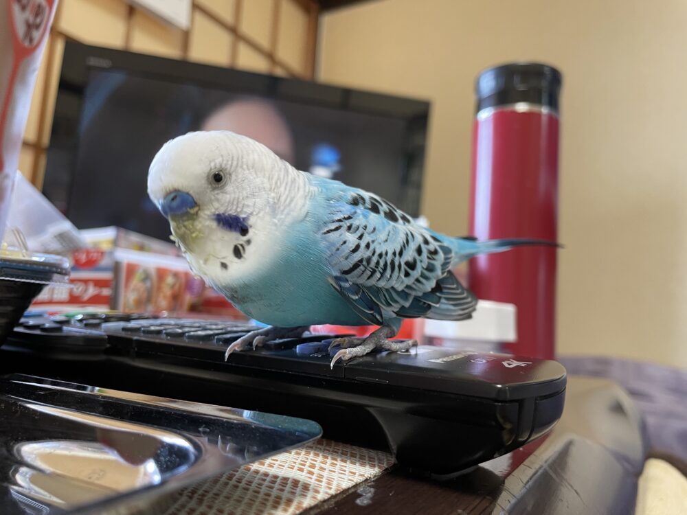 は