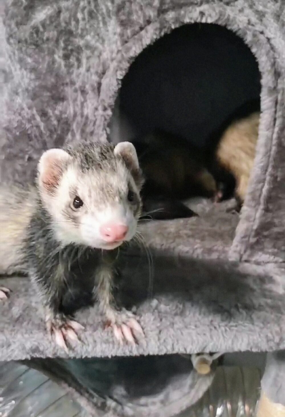 きなこ