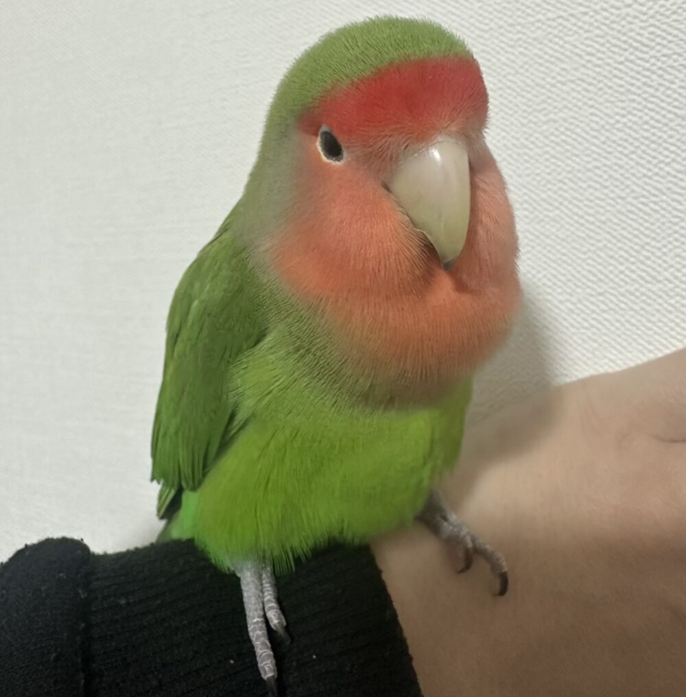 みゆき