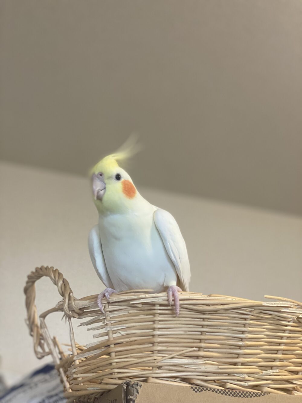 しろながす