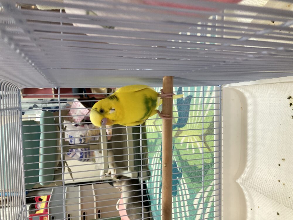 ころりん