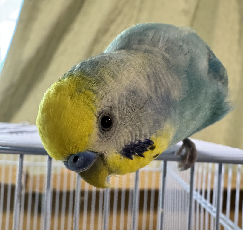 ふーを探しています
