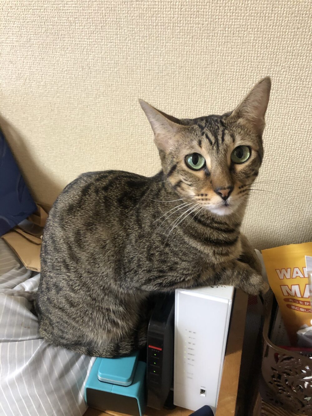miyako