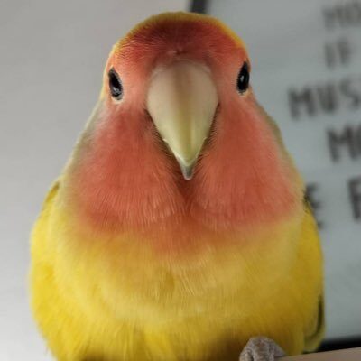ぽぽきち