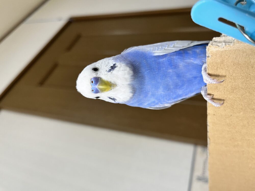 なかしま