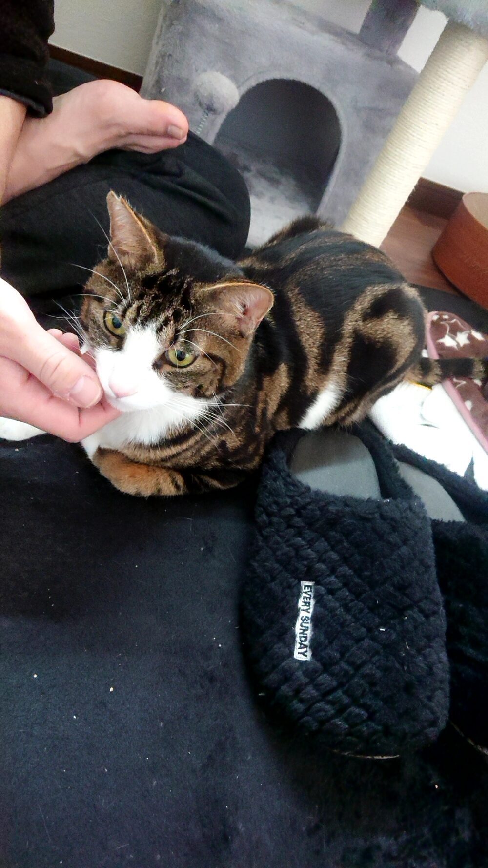 ひな