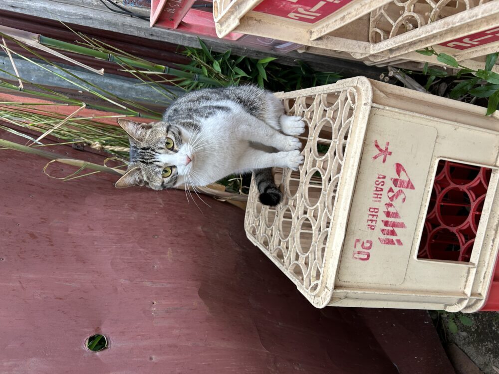 すー