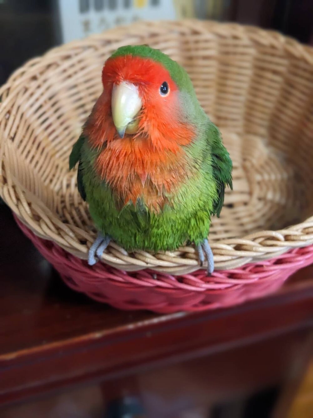 のぶお