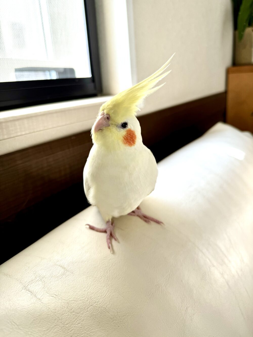 るみようこ