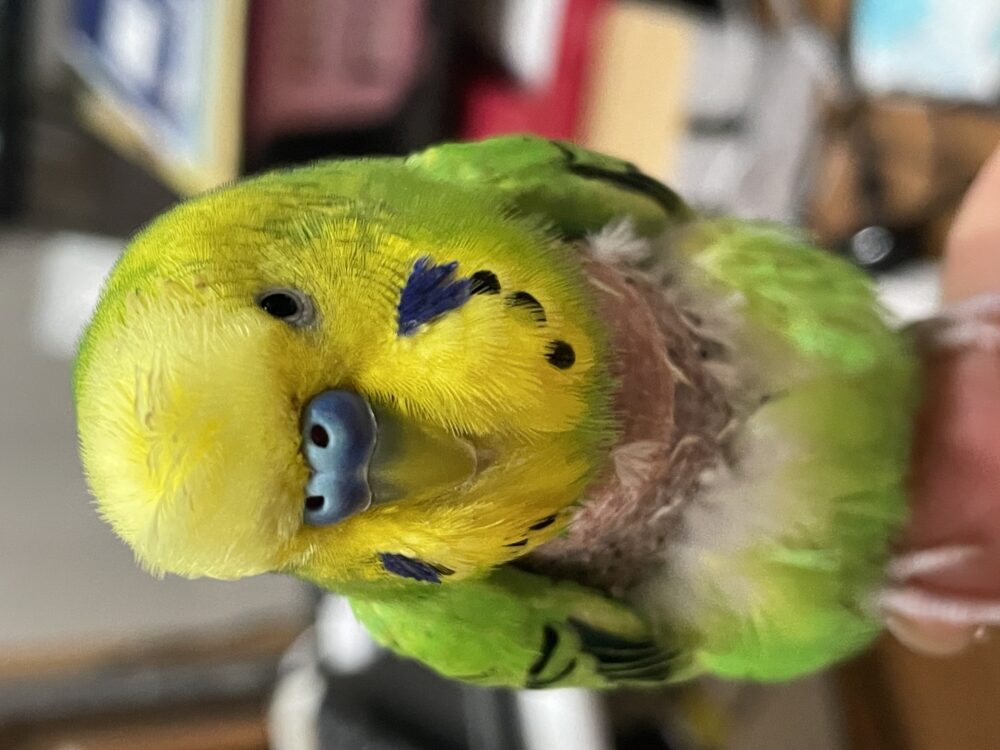 ナリダ