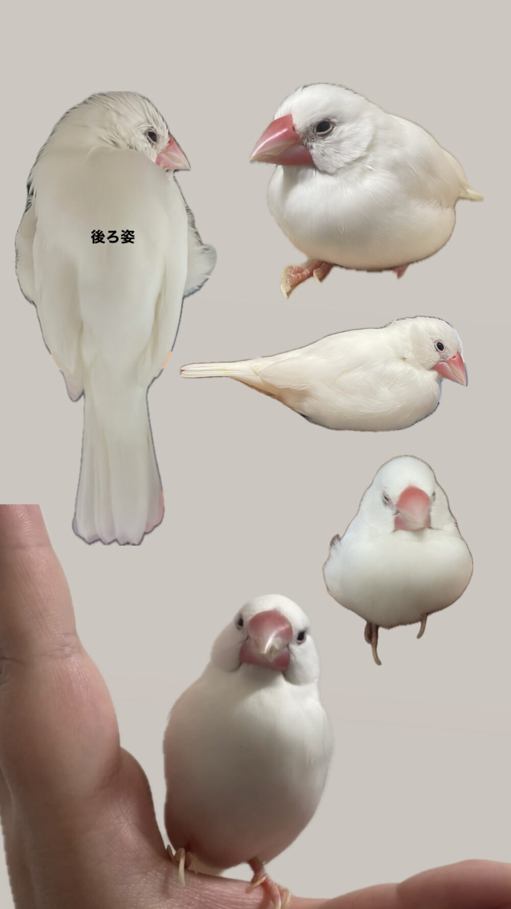 タマ