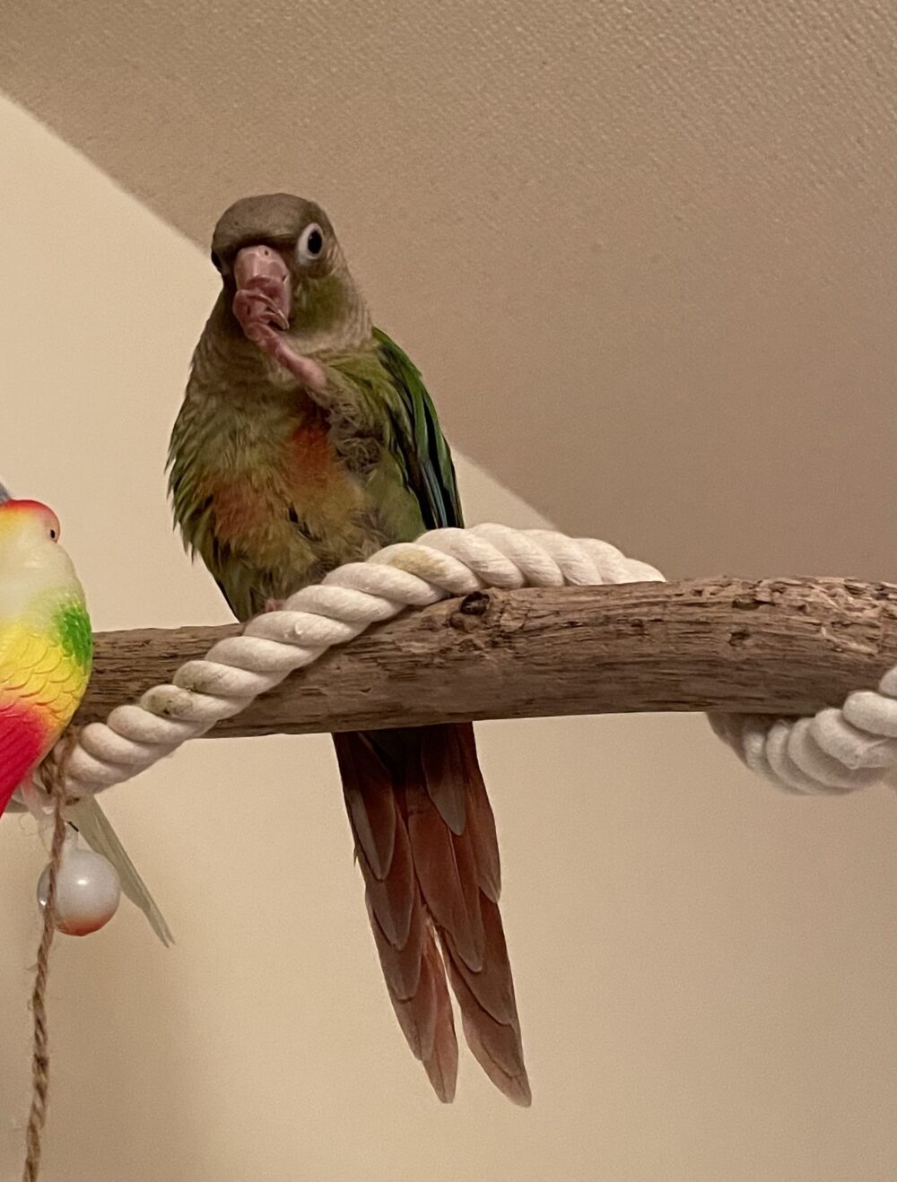 【北九州】ウロコインコ探してます
