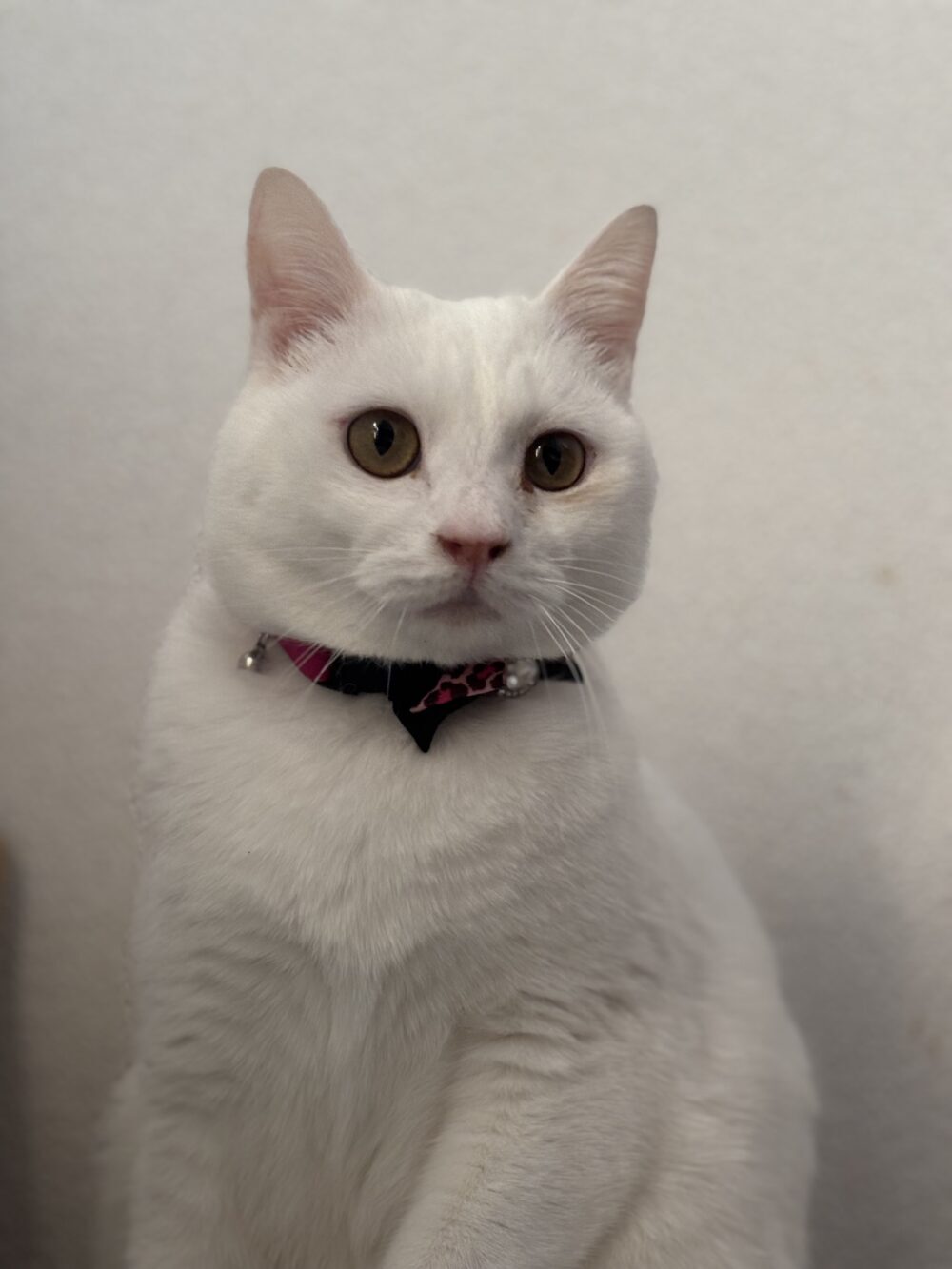 ごしょう