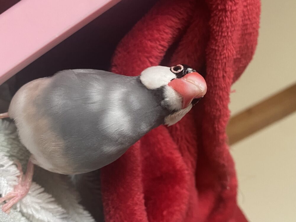 めぐ