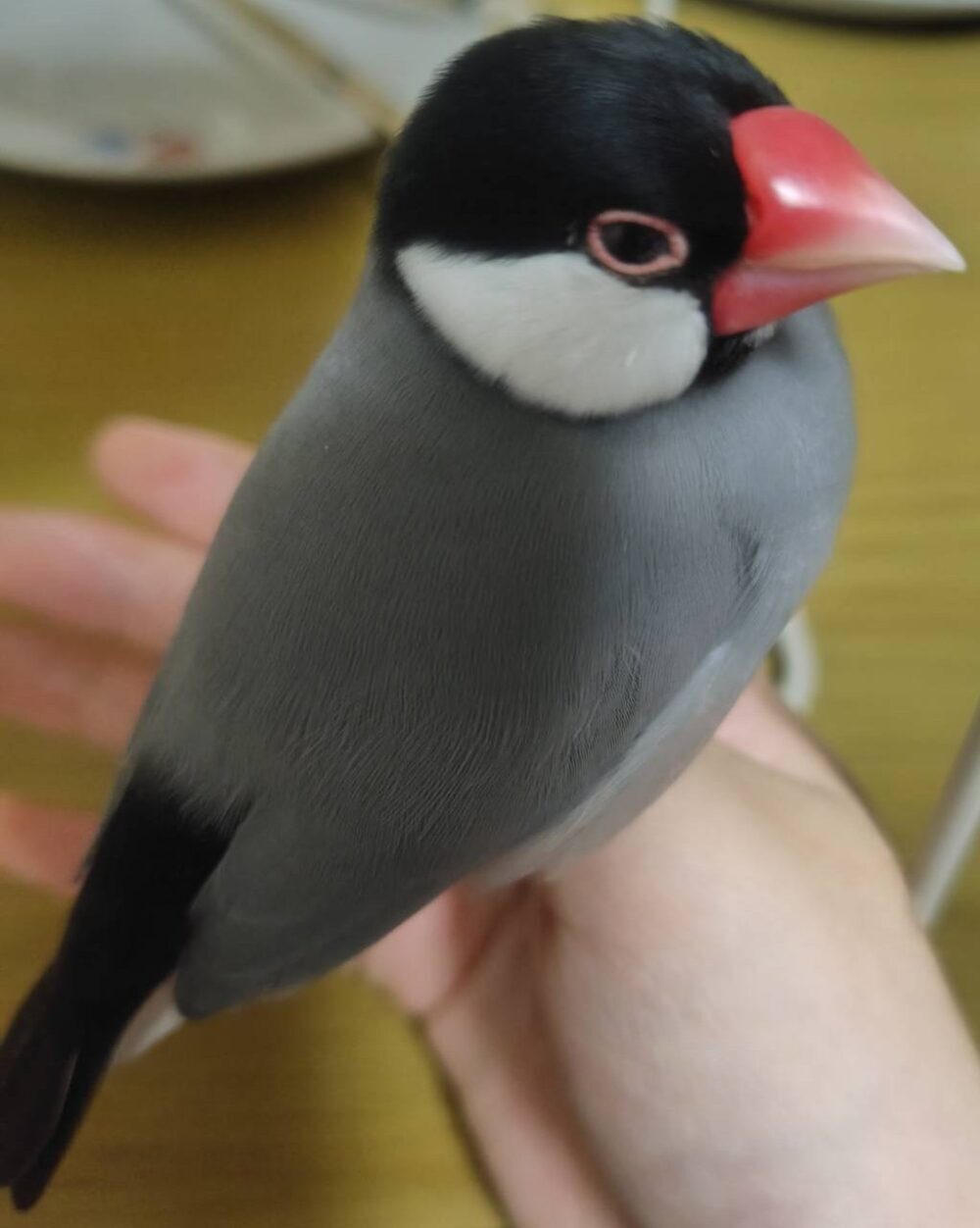 ぴよ