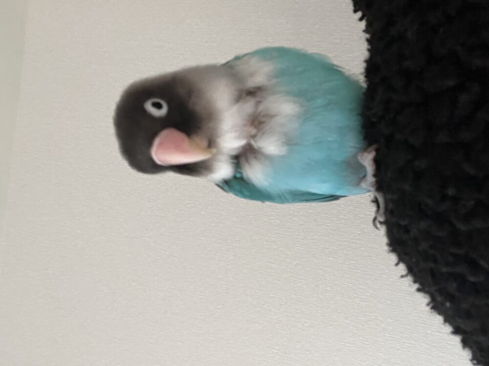 キン