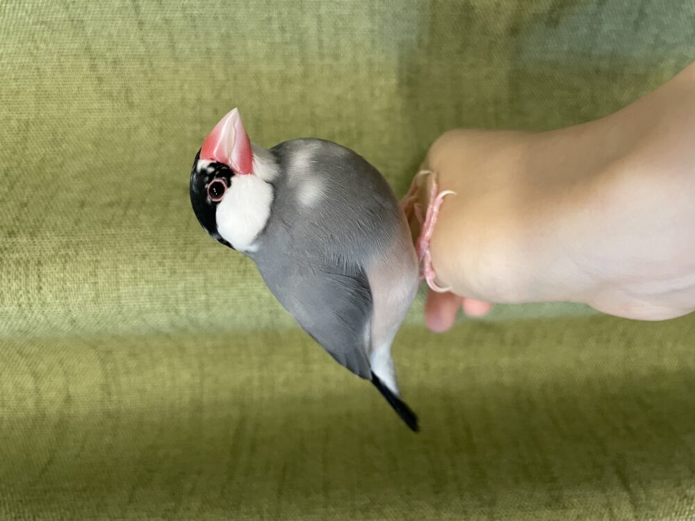 しゅが