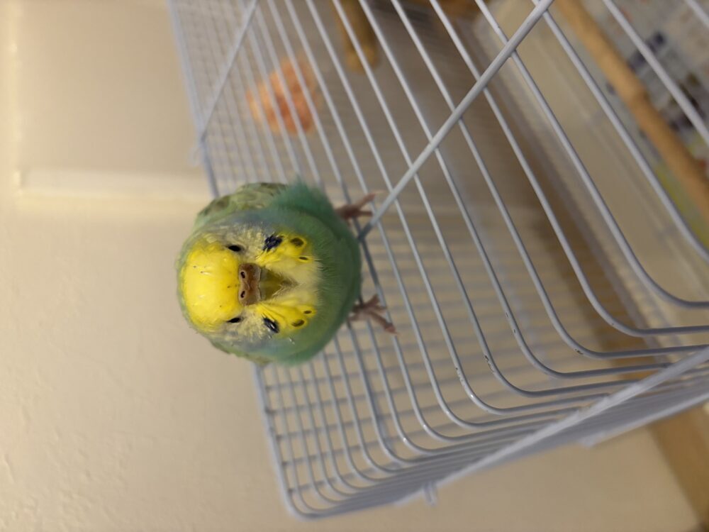 トマト