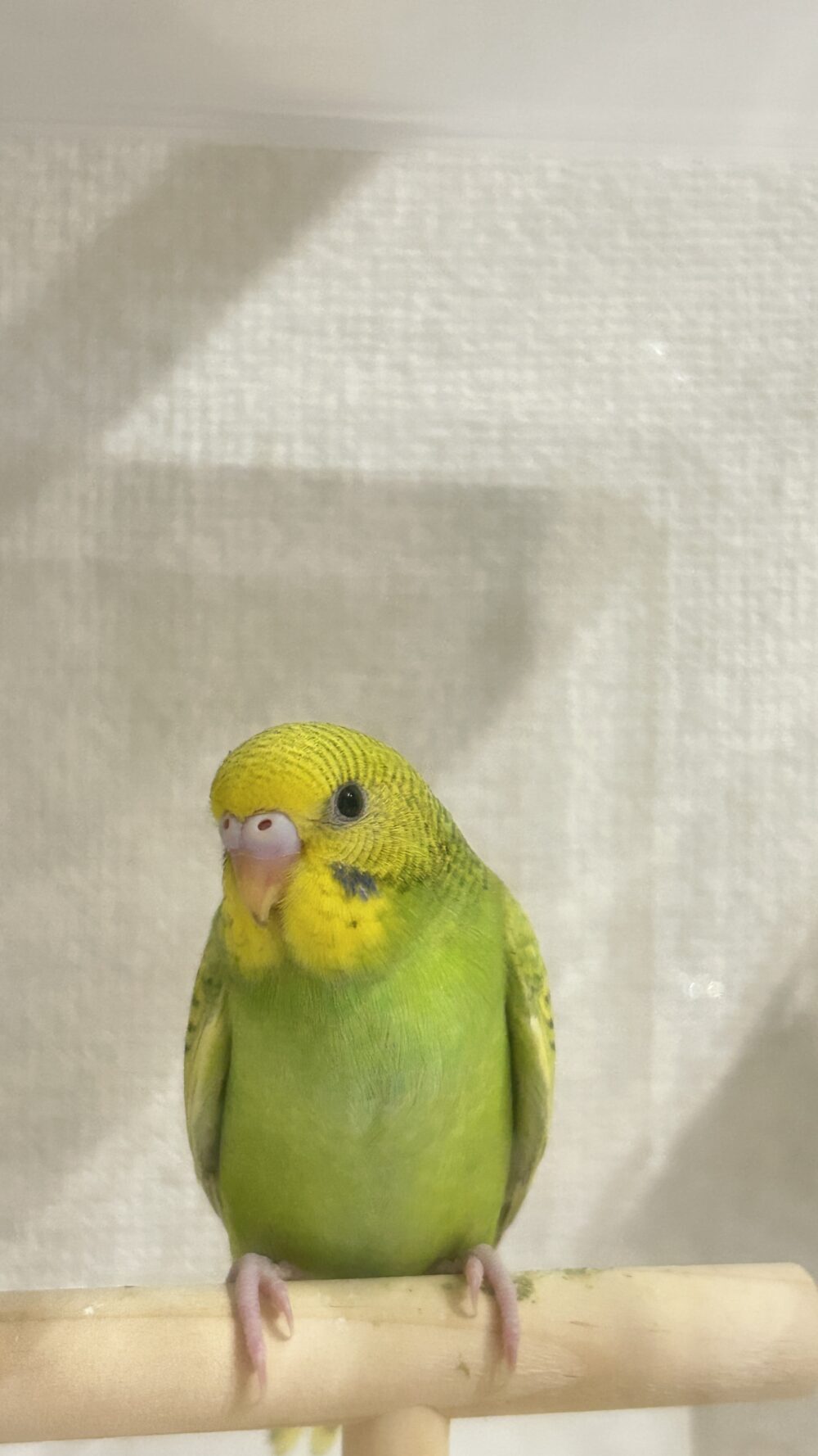 ライムシロップ