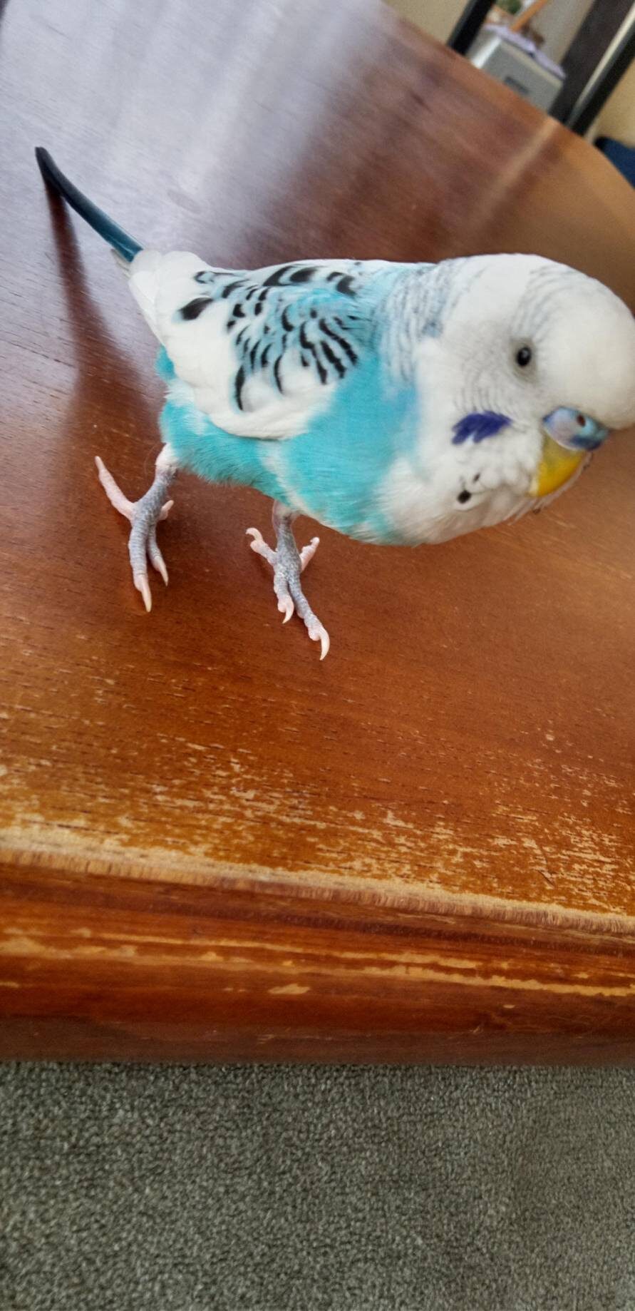金ちゃん