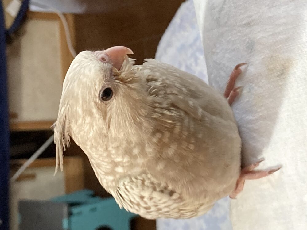 まさ
