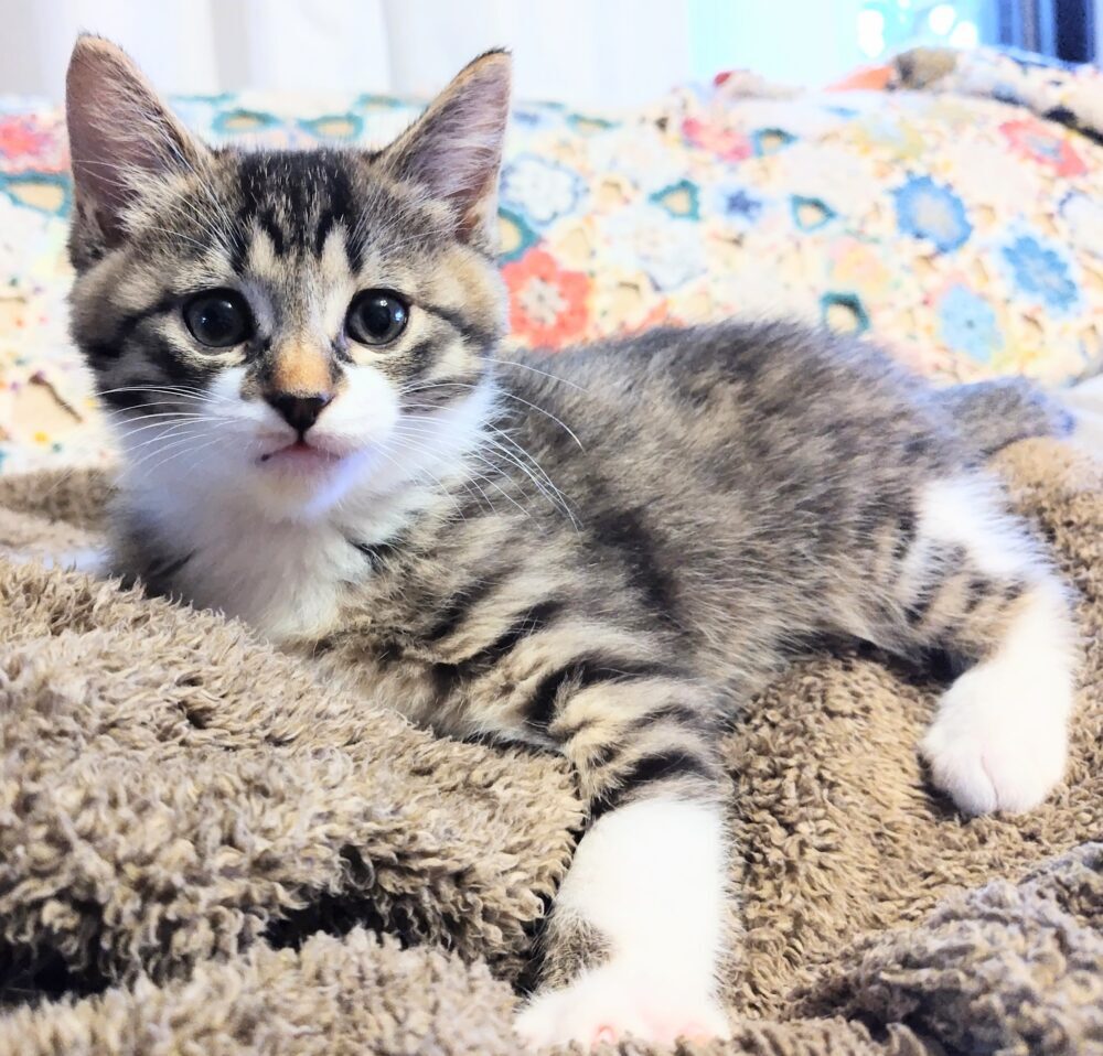 黒猫リン