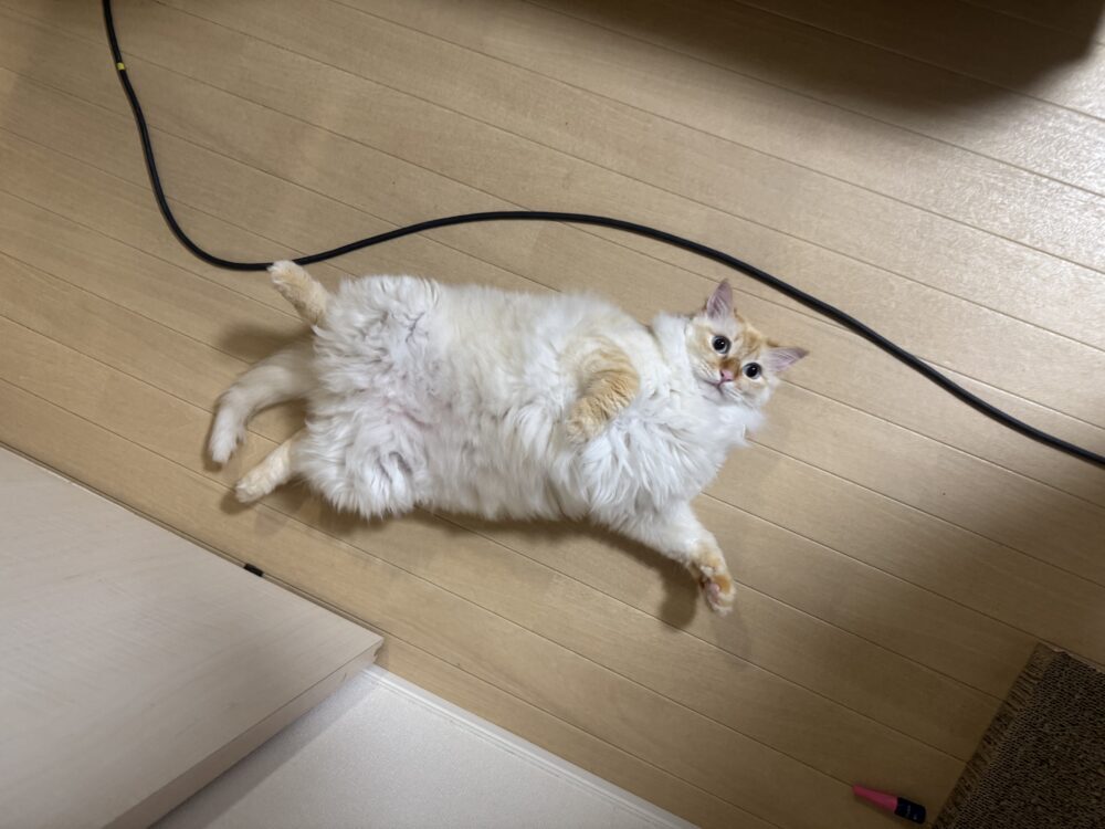 あやか