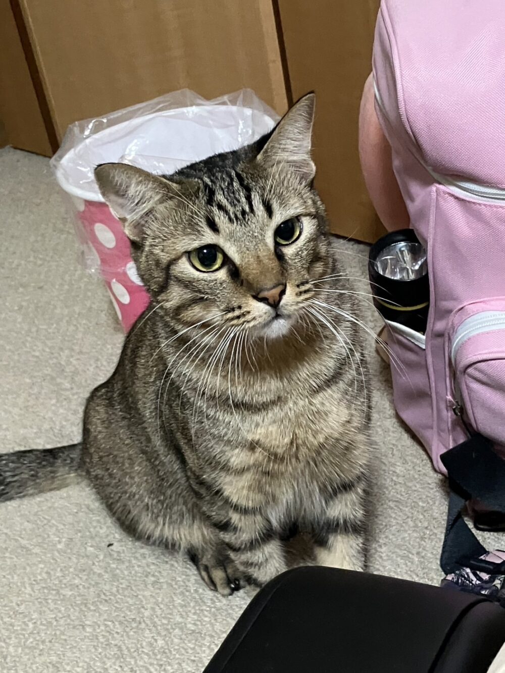 はなえ