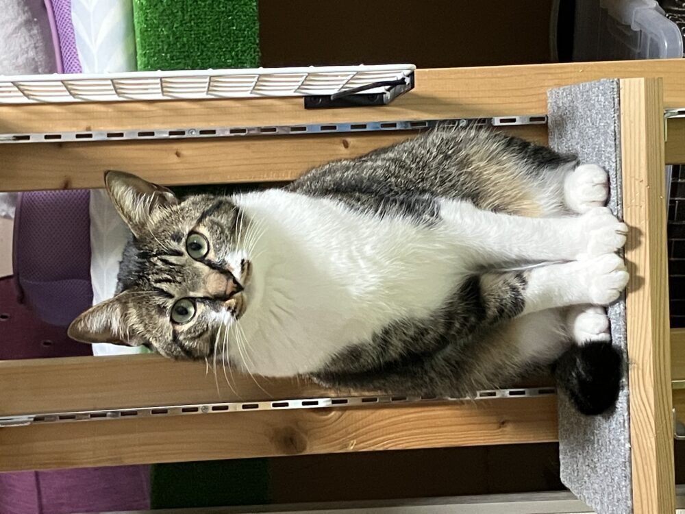 たけし