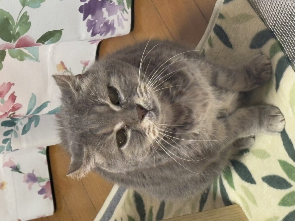もちもち