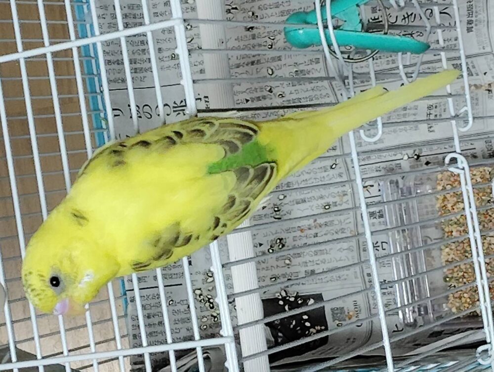 伸之介