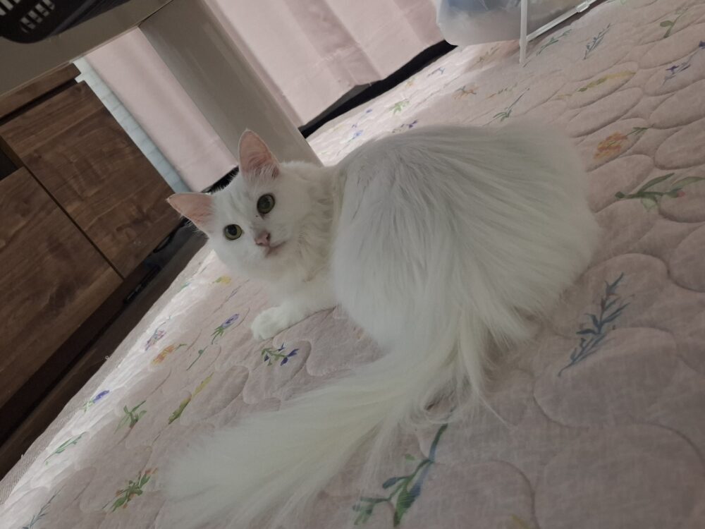 おーさん