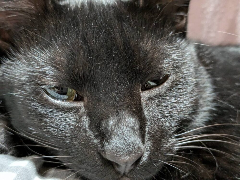 黒猫愛好家