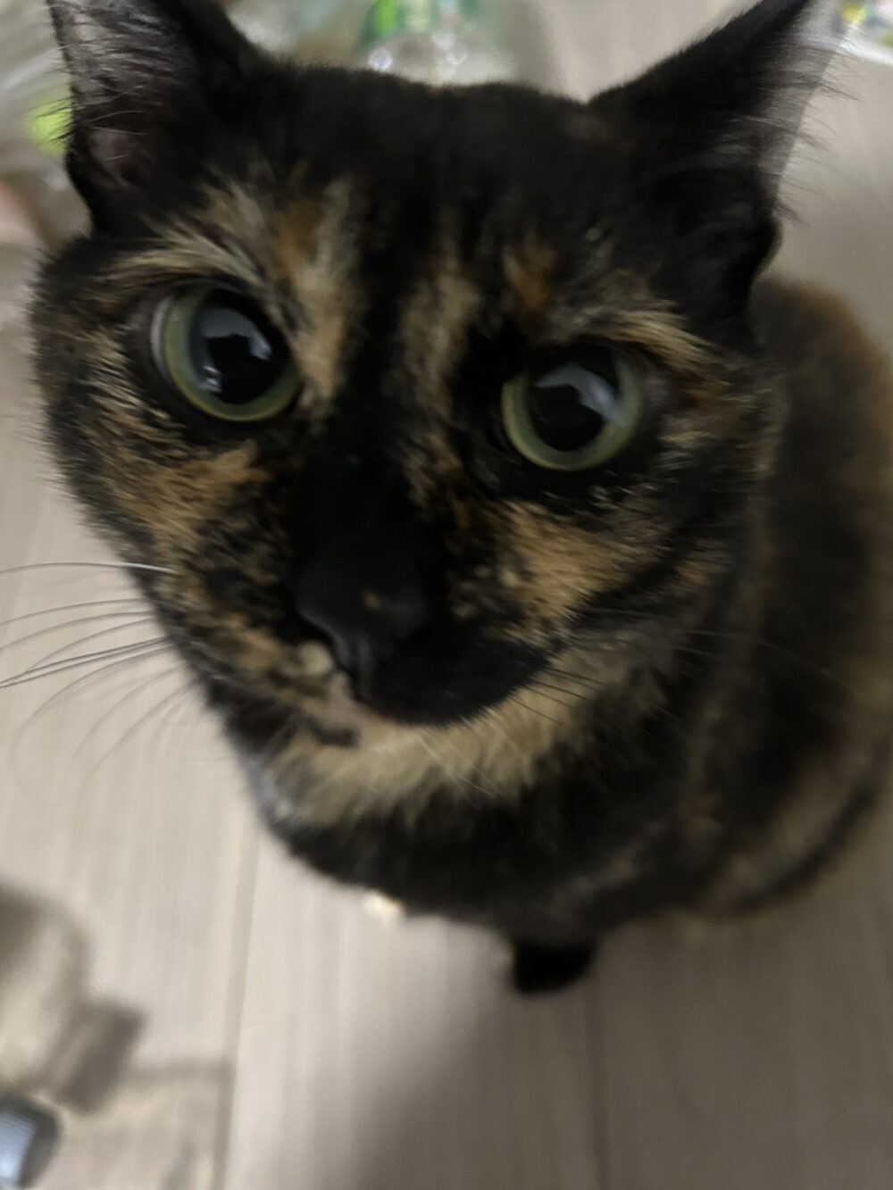 わさこ