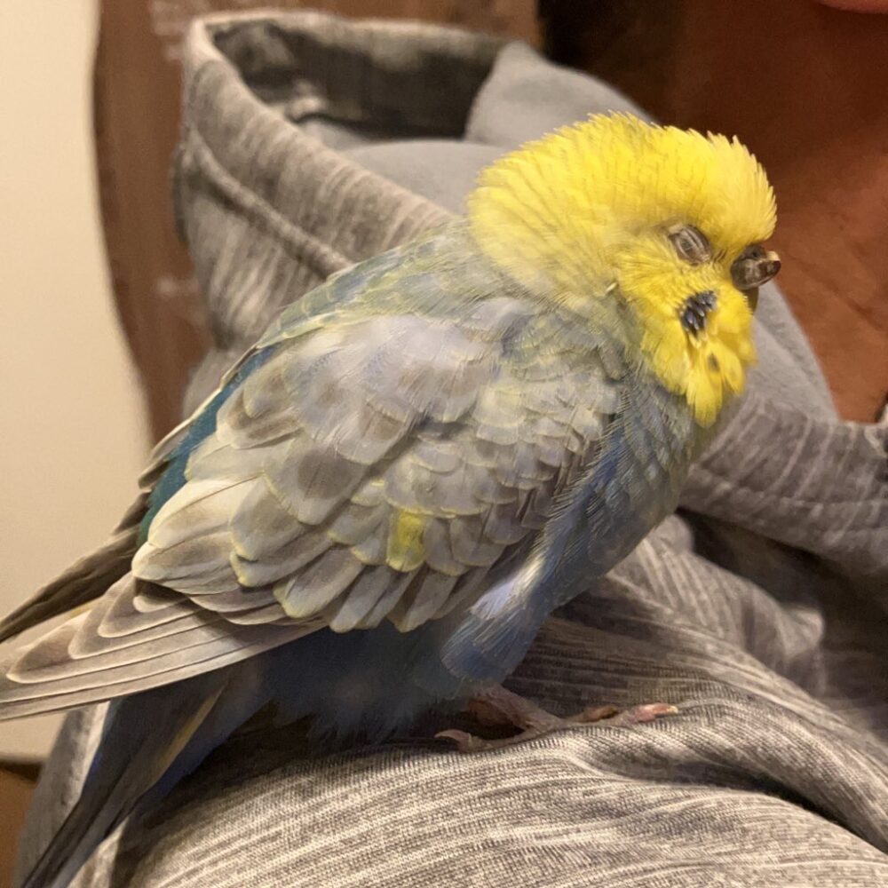 ぴ