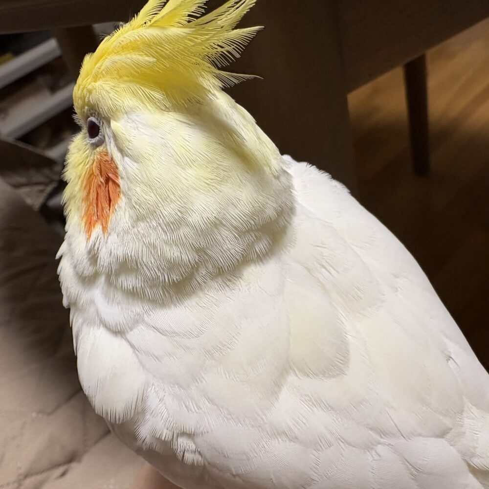 もとみや