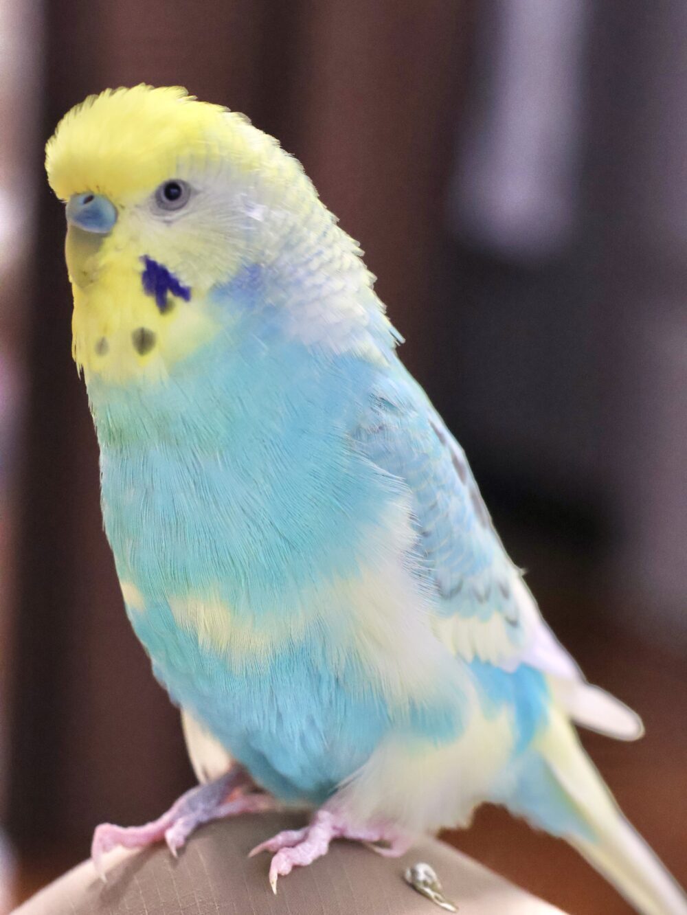 あき