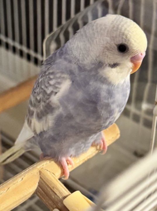 ゆづ